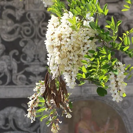Acacia - Primula * Florence